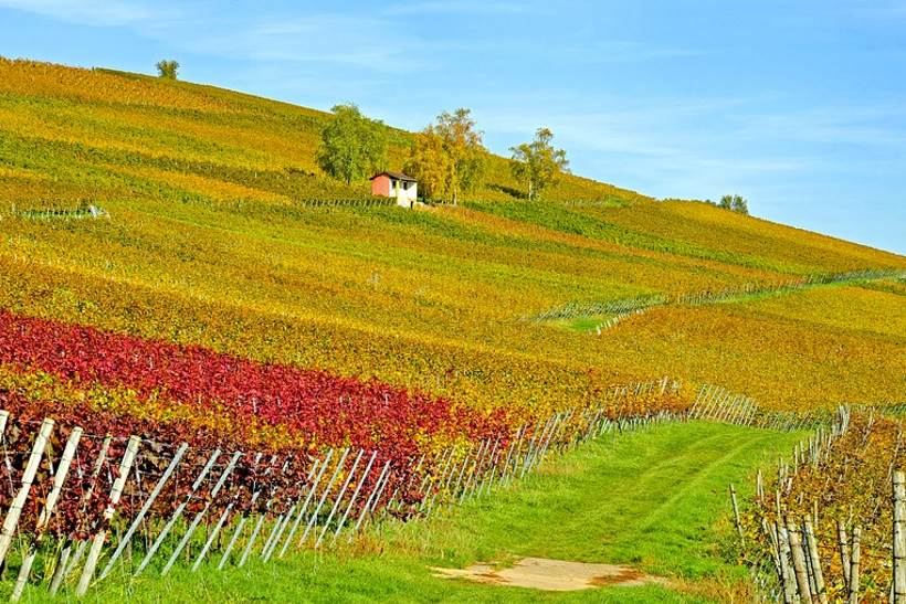 Vins de la Croatie continentale (1)