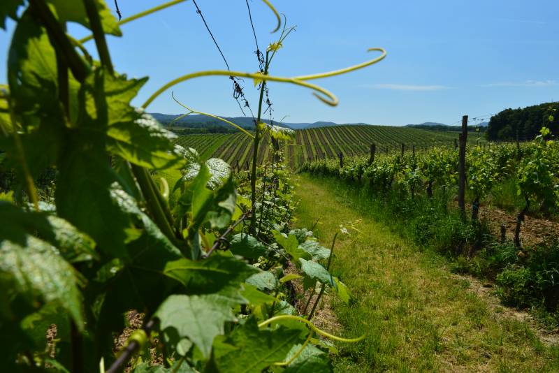 Feričanci - vinogradi