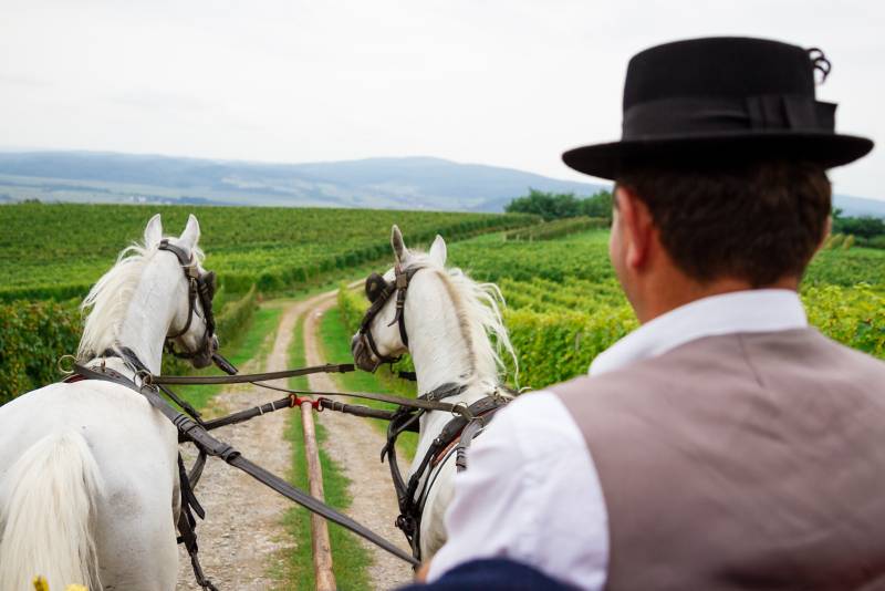 Pleternica - Cesta ruža i vina