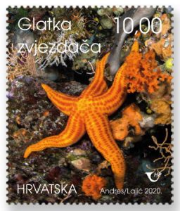 Glatka zvjezdača