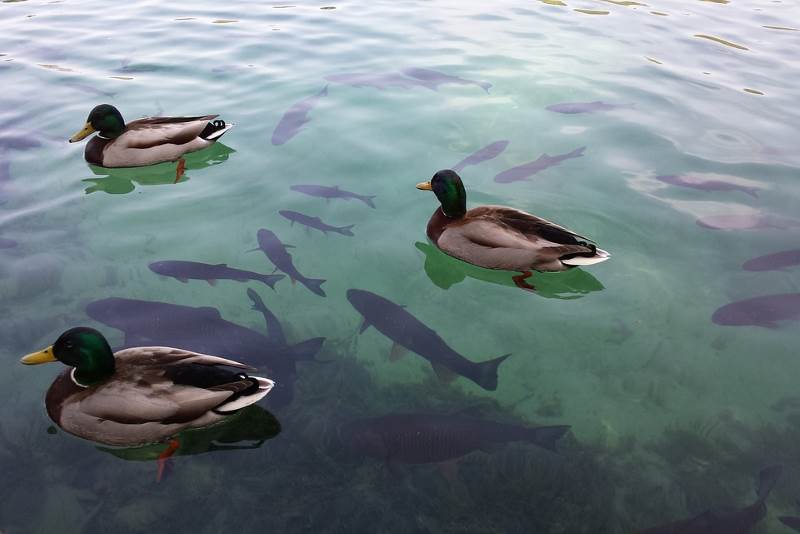 Laghi di Plitvice