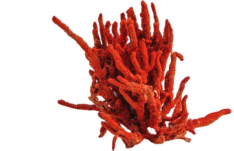 Coralli rossi – gioiello del mare e richezza culturale croata