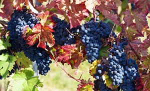 Vins de la Croatie continentale (1)