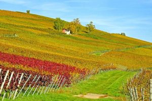 Vins de la Croatie continentale (1)
