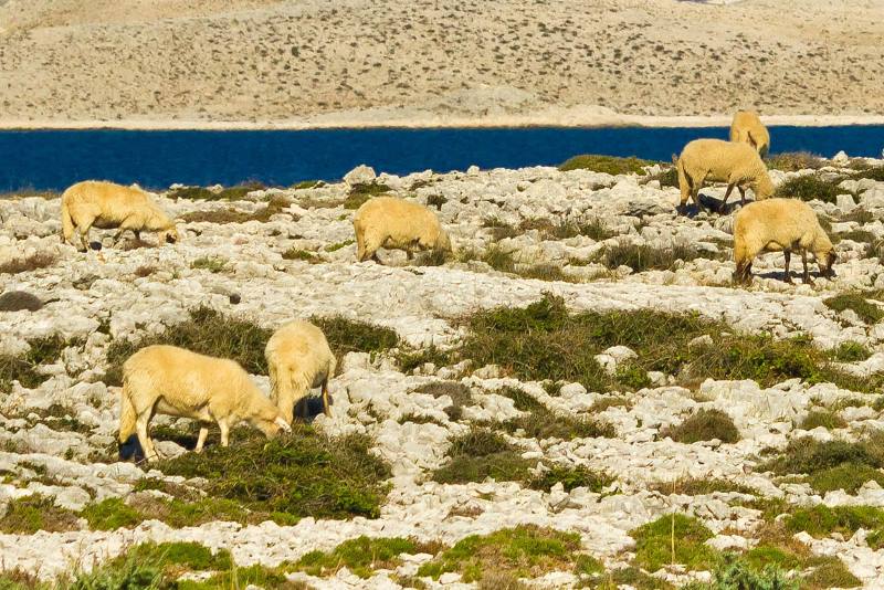 L'île de Pag : que voir et que faire ?