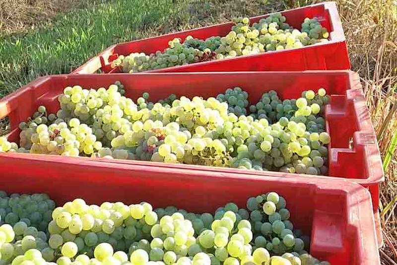 OČEKUJE SE VRHUNSKA KVALITETA VINA: Rajnskim rizlingom započela berba grožđa u Feričancima