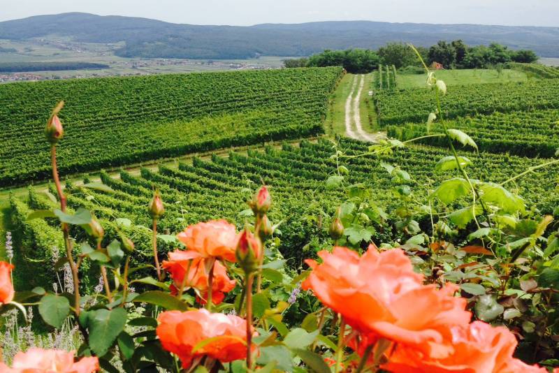 CESTA VINA I RUŽA: Kreće iz središta Pleternice i vijuga prekrasnim vinogradarskim krajem