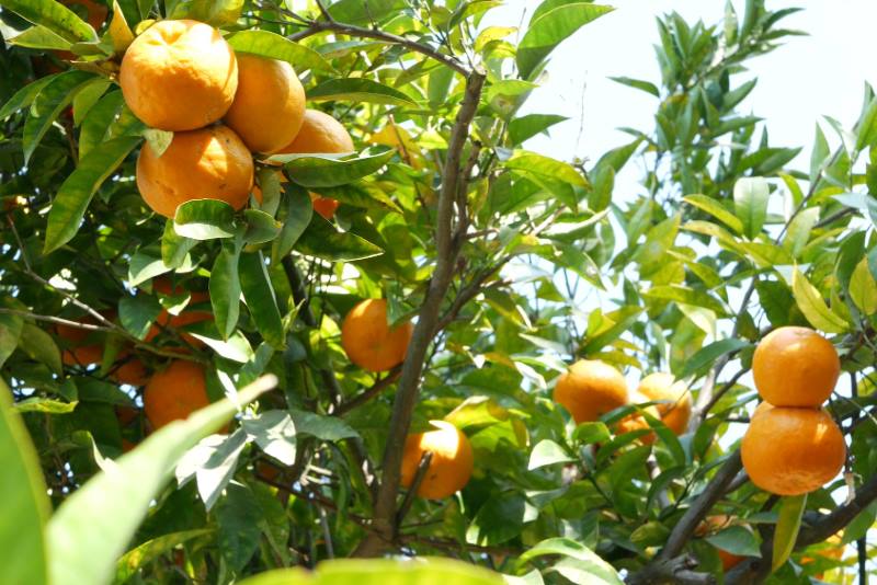 Strani turisti oduševljeni berbom mandarina u neretvanskoj dolini