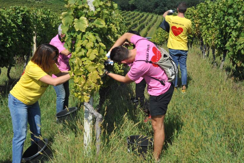 BERBA U FERIČANCIMA: Novi pjenušci beračima su bili jedinstvena inspiracija