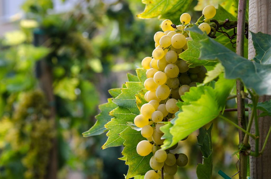 DALMACIJAVINO POZIVA U JEMATVU: Istrsi se i dobij svoje personalizirano vino!