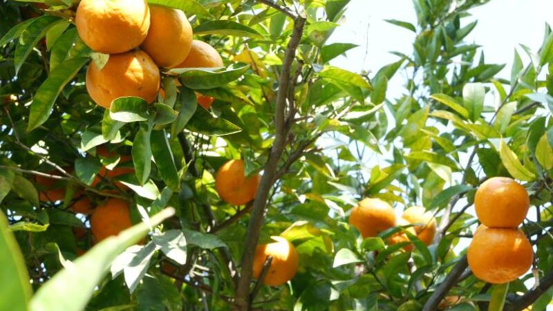 Strani turisti oduševljeni berbom mandarina u neretvanskoj dolini